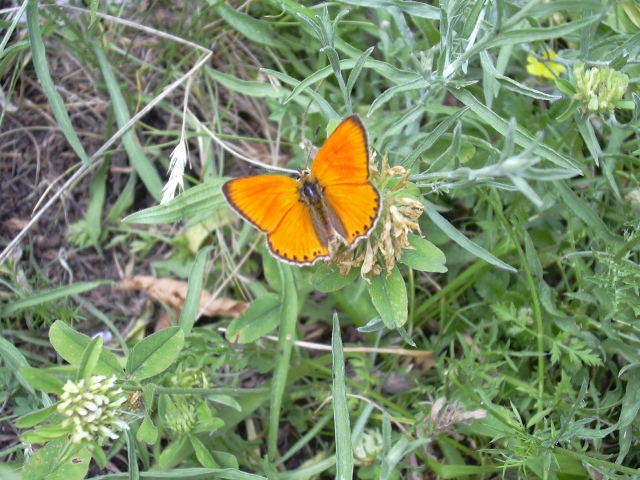 profondo...arancione